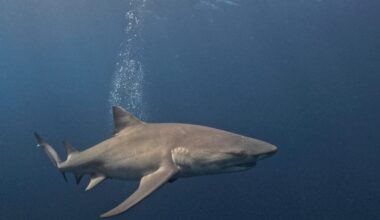 'Jaws' inspired scientists. Here's what to know about sharks.