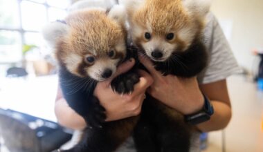 Cuteness alert! See new red panda cubs at Zoo Knoxville