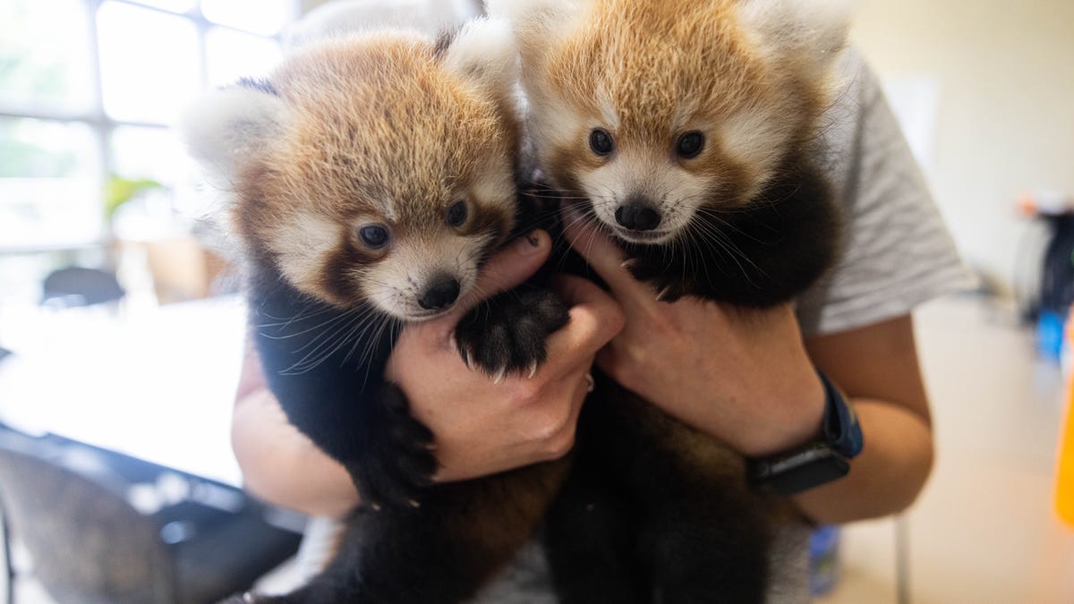 Cuteness alert! See new red panda cubs at Zoo Knoxville