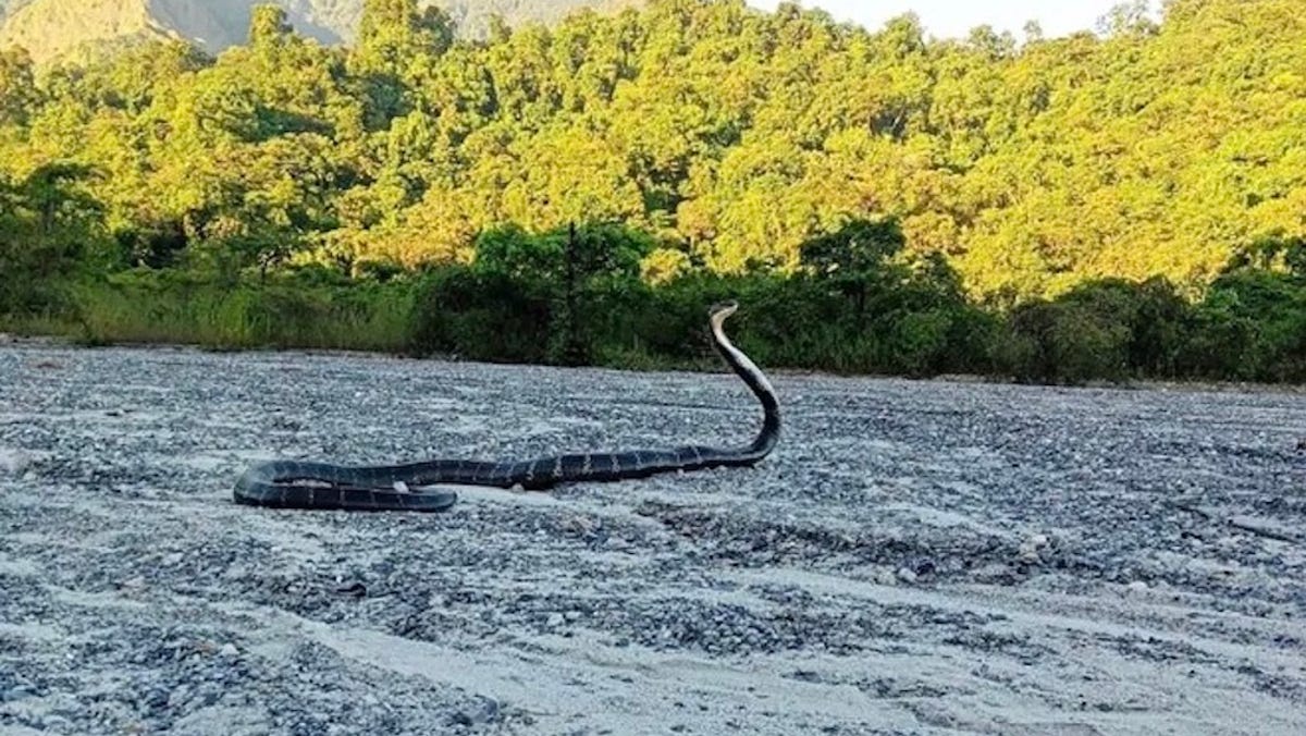 No mistaking legendary ‘king’ after chance encounter in India