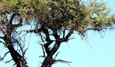 Can you spot the leopard? Photographer needed tip from a lion
