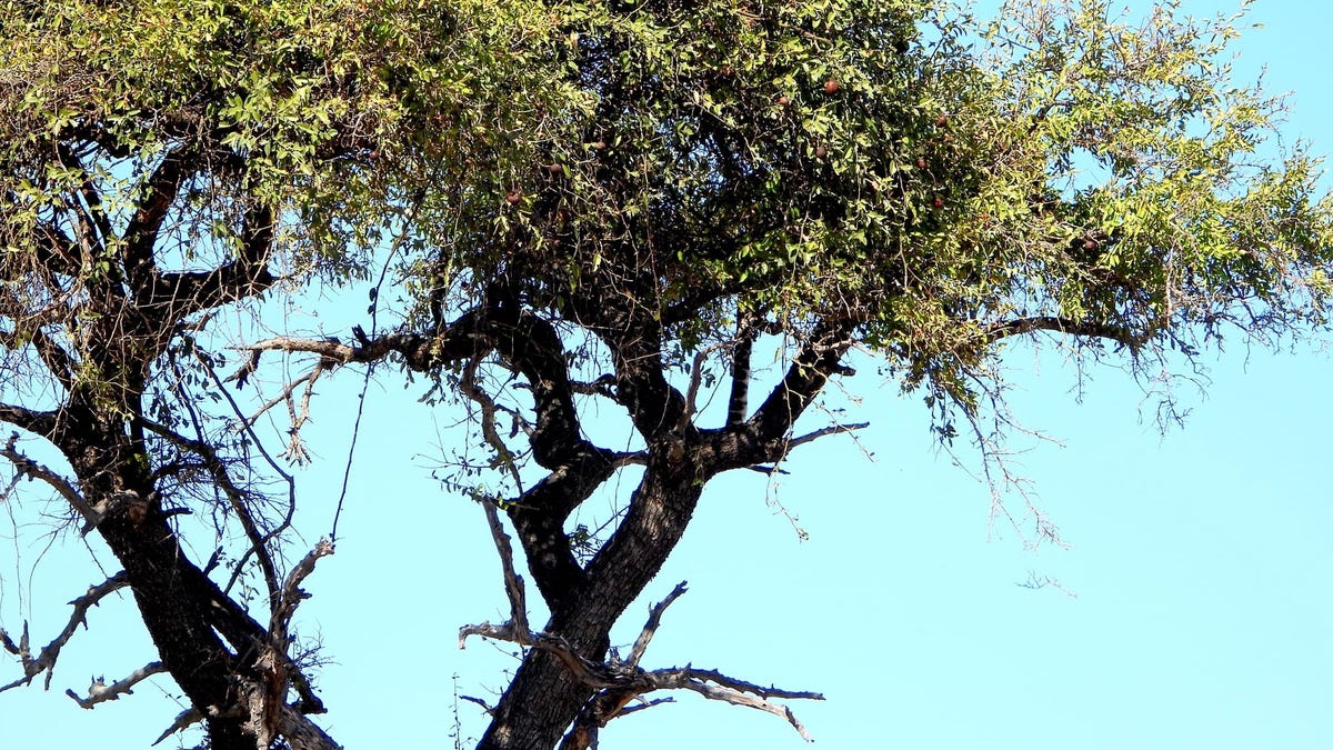 Can you spot the leopard? Photographer needed tip from a lion