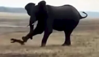 Wildlife video shows elephant kicking honey badger into the air