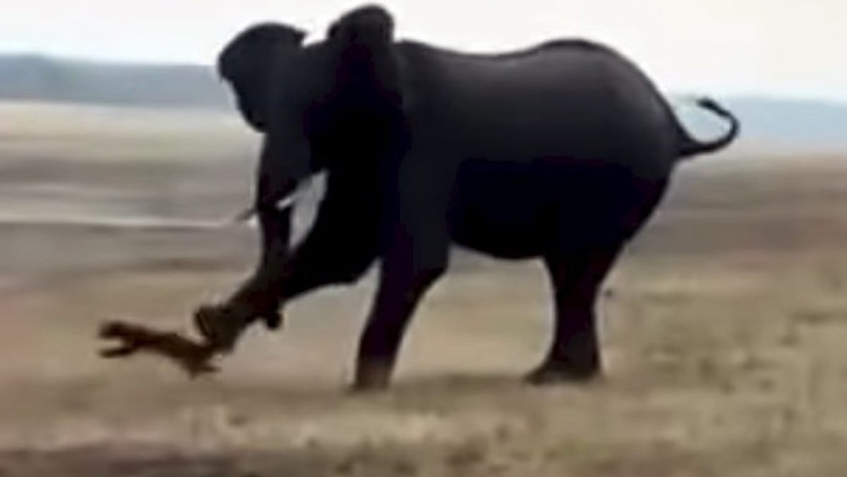 Wildlife video shows elephant kicking honey badger into the air