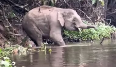 Crocodile attacks elephant, and the result is predictable