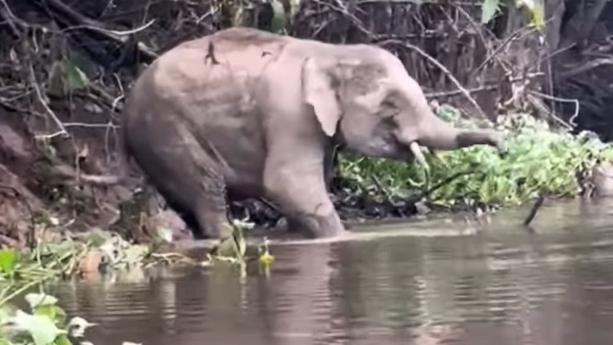 Crocodile attacks elephant, and the result is predictable