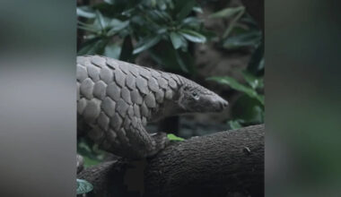 Rare Sunda pangolin rescued 7 years ago by Mandai Wildlife Reserve dies from autoimmune skin disease