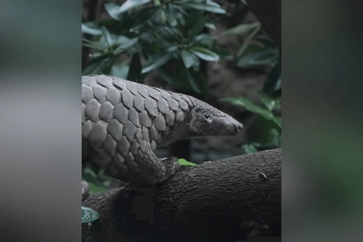 Rare Sunda pangolin rescued 7 years ago by Mandai Wildlife Reserve dies from autoimmune skin disease