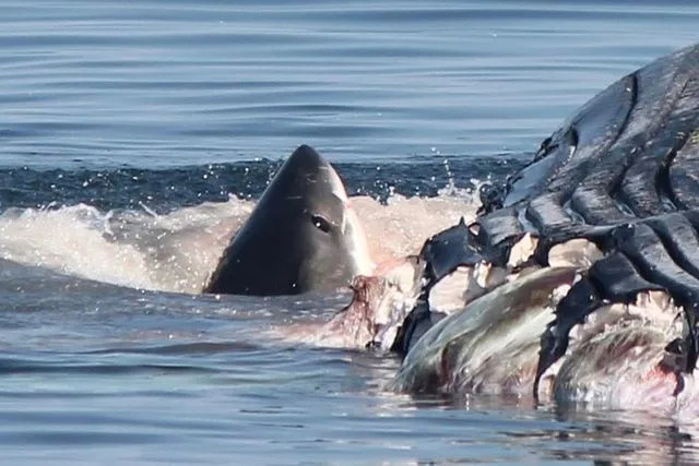 Freeport Whale & Seabird Tours/Facebook A great white shark eating a whale carcass in the Bay of Fundy on Sept. 2, 2025