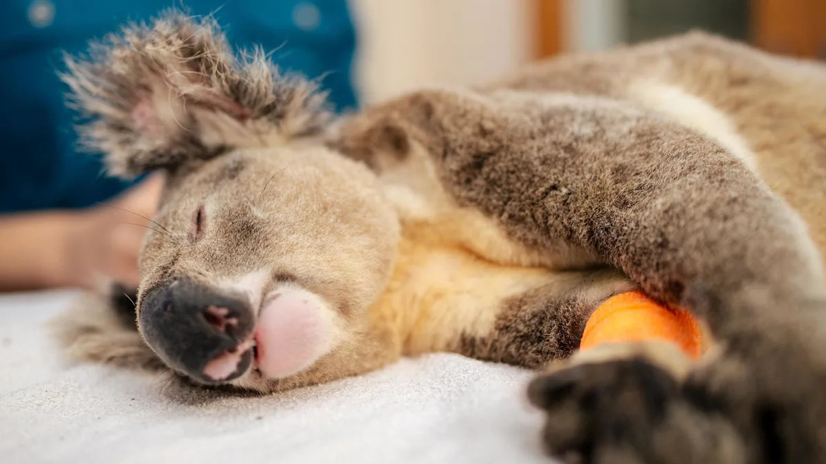 Australia approves world-first vaccine to curb koala chlamydia epidemic