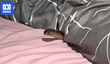 Eastern brown snake venom varies with location, study finds