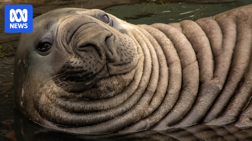 Elephant seal Sammy returns to Portland, drawing onlookers and prompting warnings