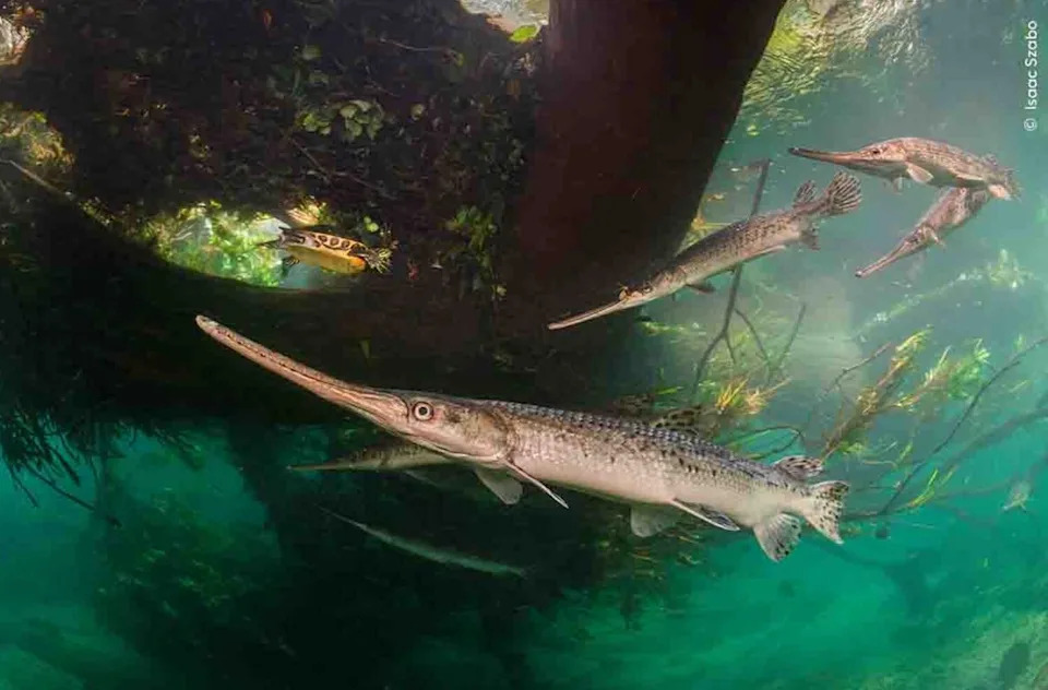 Fragile River of Life. Photo: Isaac Szabo