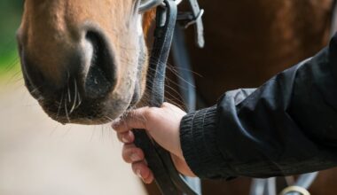 Showjumping rider given temporary injunction after horses taken from equestrian centre – The Irish Times