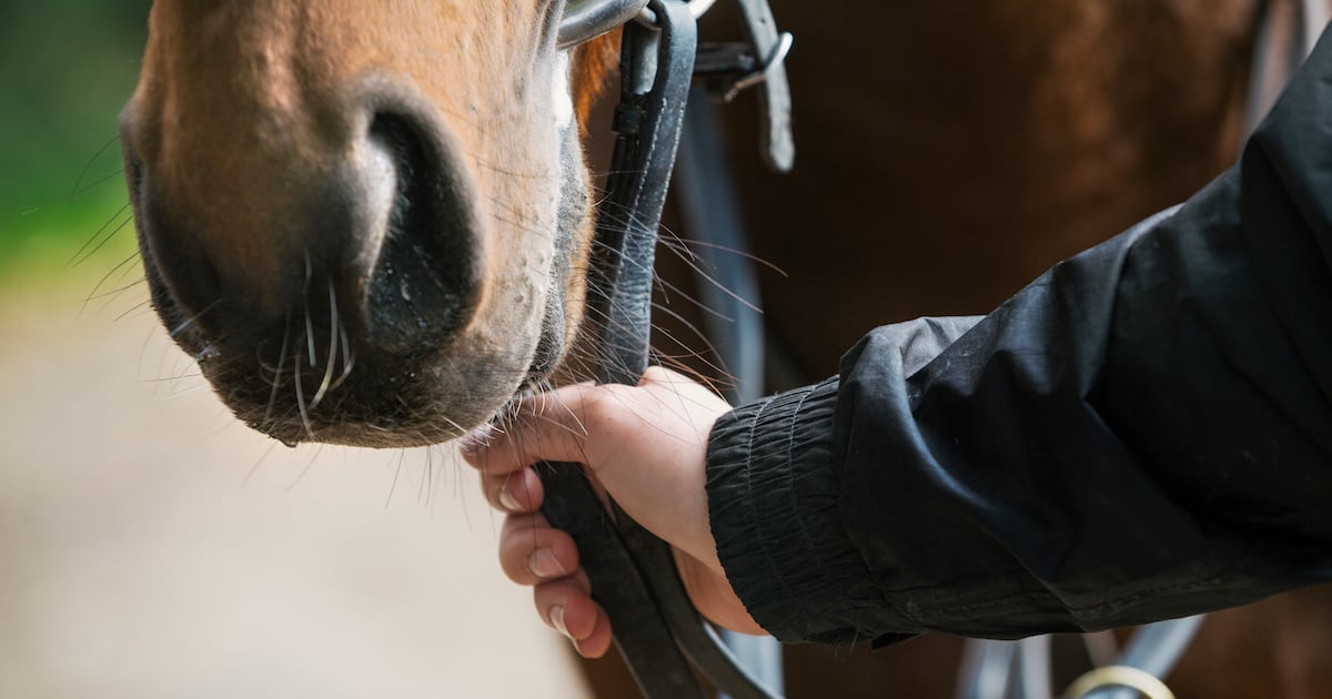 Showjumping rider given temporary injunction after horses taken from equestrian centre – The Irish Times