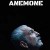 Anemone