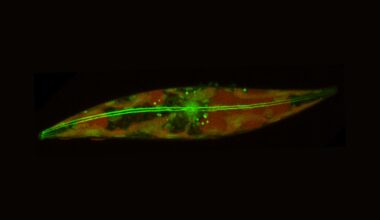 Arctic Diatom Actin Filaments