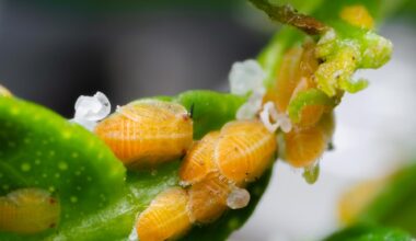 Asian Citrus Psyllid Nymphs on Lemon Plant Leaf Petiole