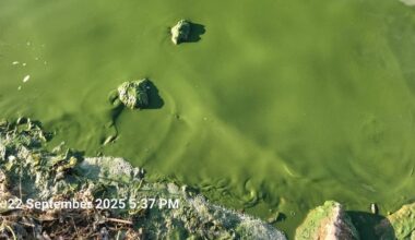 Algal bloom on Lough Derg prompts call for multi-agency investigation – The Irish Times