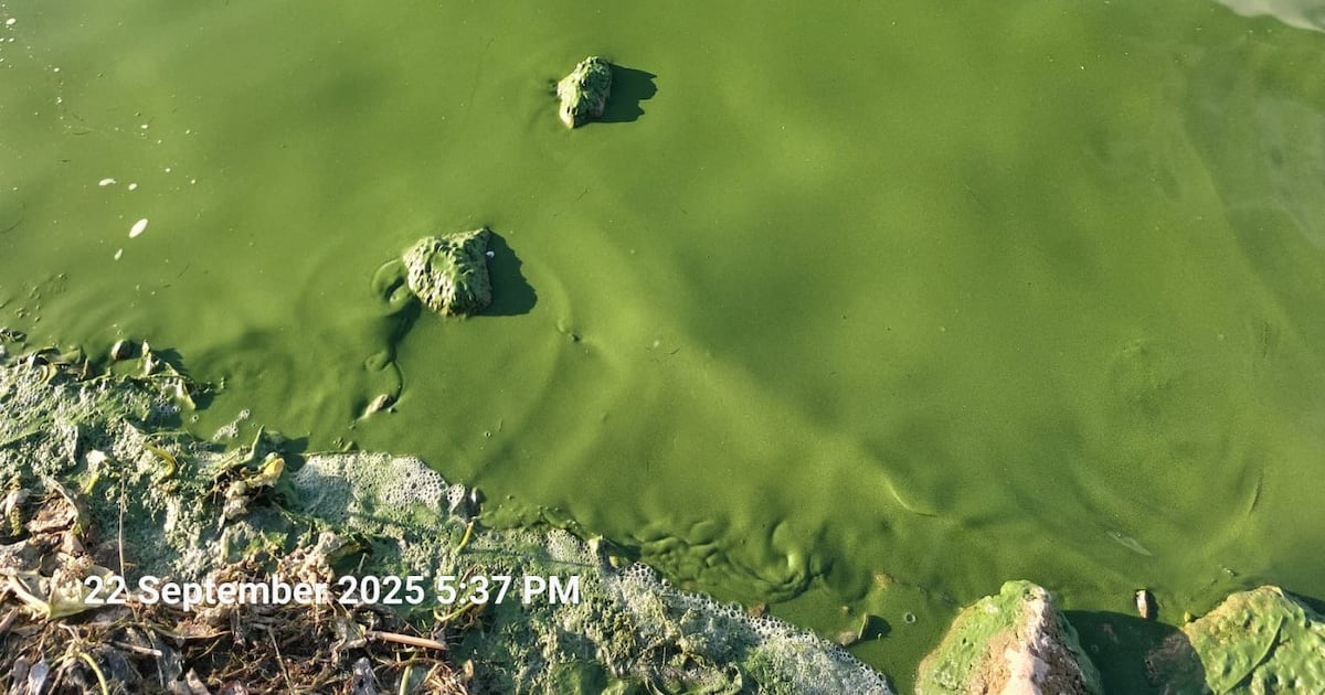 Algal bloom on Lough Derg prompts call for multi-agency investigation – The Irish Times
