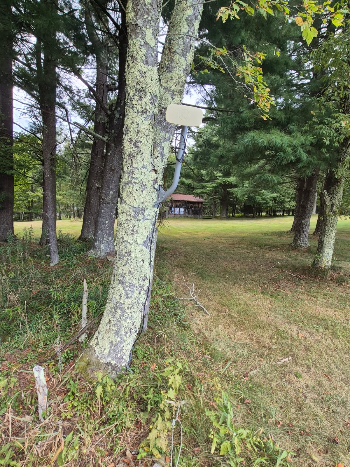 A rectangular white wireless antenna is mounted on a tree trunk. A cable runs down from the device, attached with brackets to the tree. The scene is outdoors in a grassy clearing surrounded by tall pine trees, with a wooden structure visible in the background.