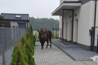 Watch: Bison escapes enclosure, feasts on village resident's plants