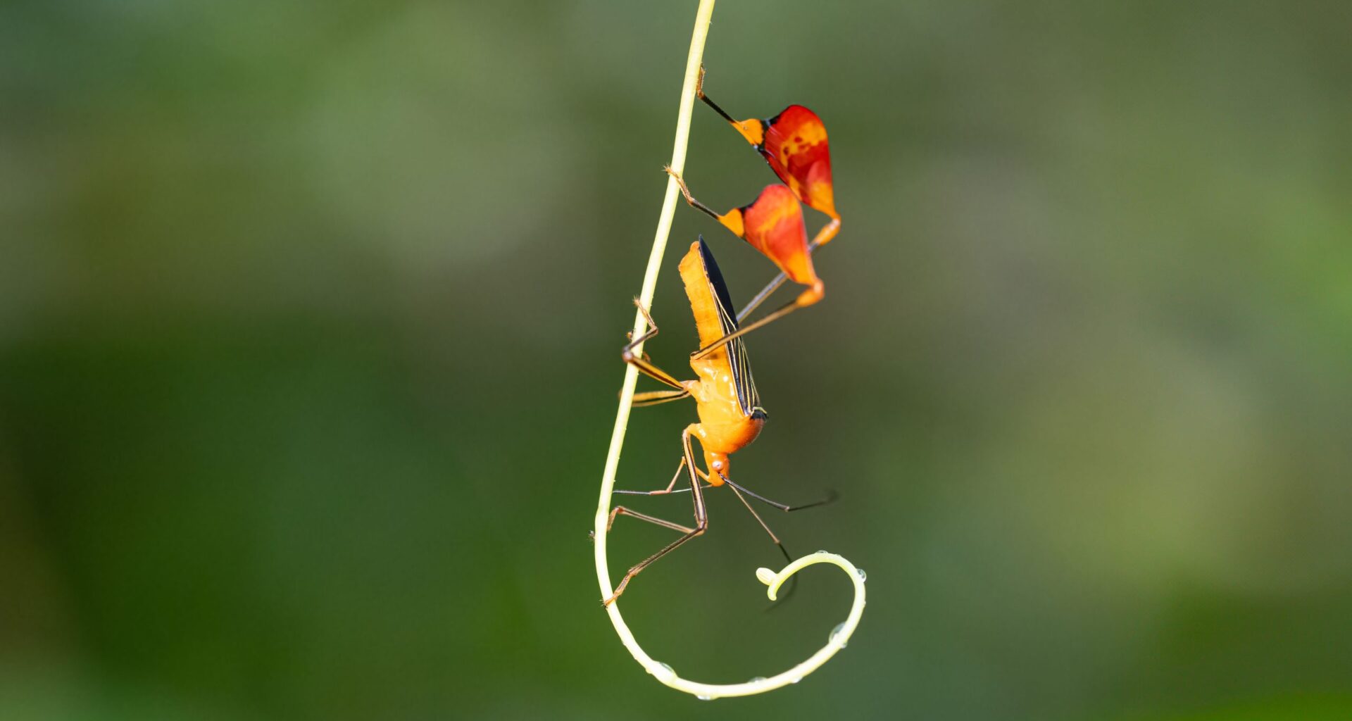 This Bug Waves at You in the Forest. The Reason Surprised Scientists