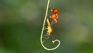 This Bug Waves at You in the Forest. The Reason Surprised Scientists
