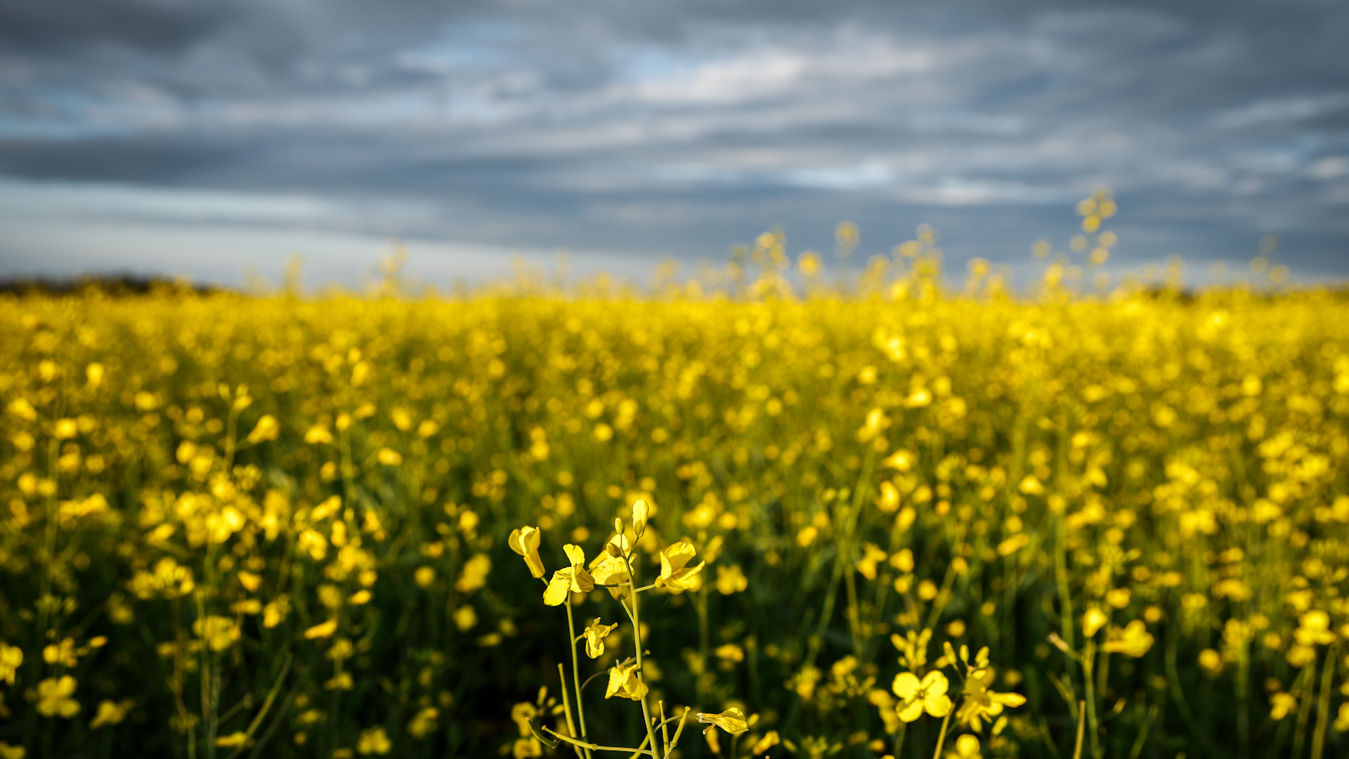 Click to play video: 'Liberal government details $370M aid for canola sector amid China tariffs'