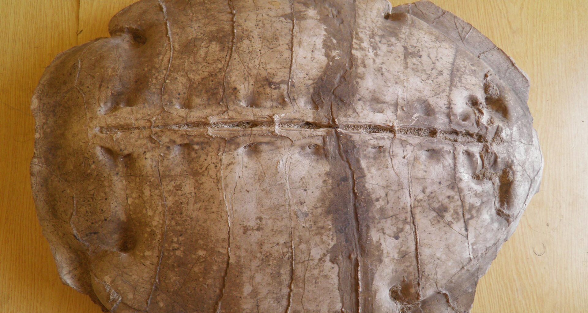 Carapace of Syriemys Lelunensis