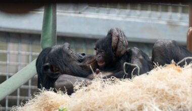 Look: Columbus Zoo announces birth of baby bonobo