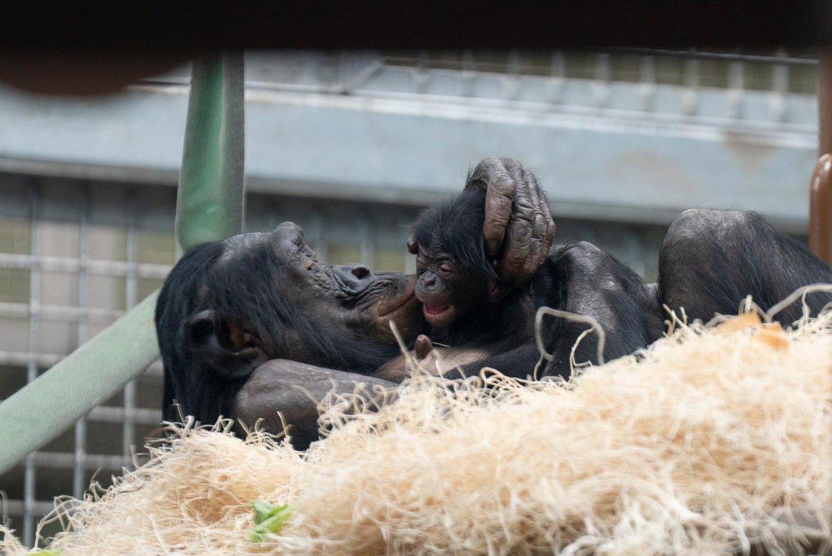 Look: Columbus Zoo announces birth of baby bonobo