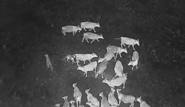 Gray wolves halt an attack on a cow at an undisclosed location along the Oregon/California border after a drone emits noises at them as part of efforts by the USDA to monitor predators at night and repel them from livestock by non-lethal means.