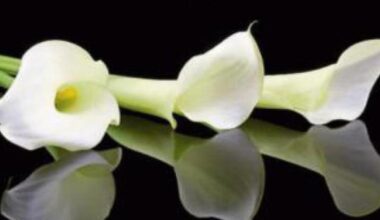 Derry Death Notices - Friday, September 19, 2025