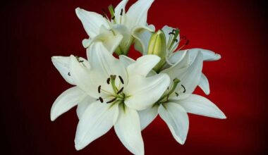 Derry Death Notices - Wednesday, September 17. 2025