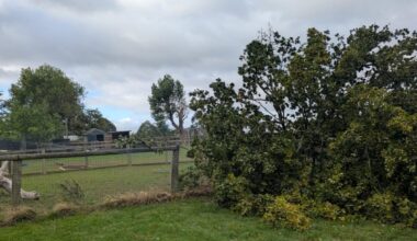 Look: Drones searching for wallaby that escaped from England farm