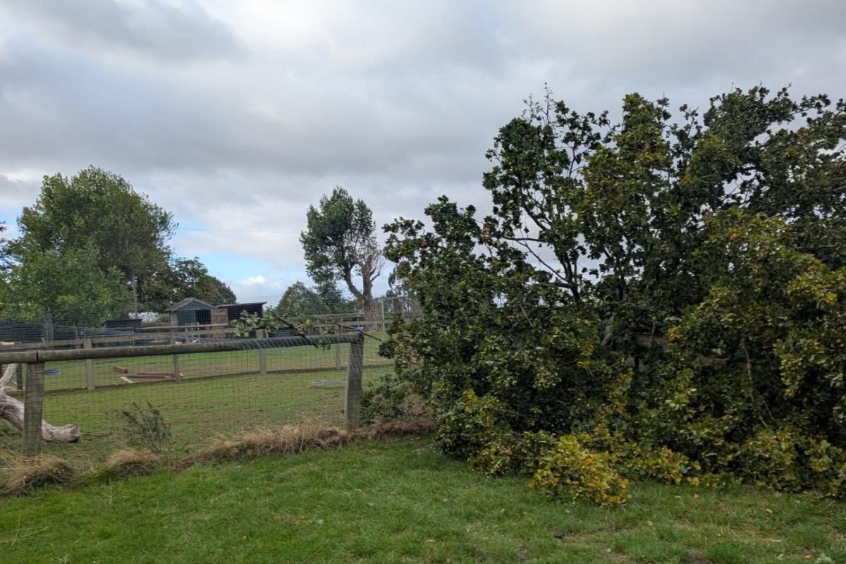 Look: Drones searching for wallaby that escaped from England farm