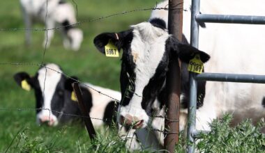 Editor of Irish Farmers Journal in exit talks over major boardroom rift – The Irish Times