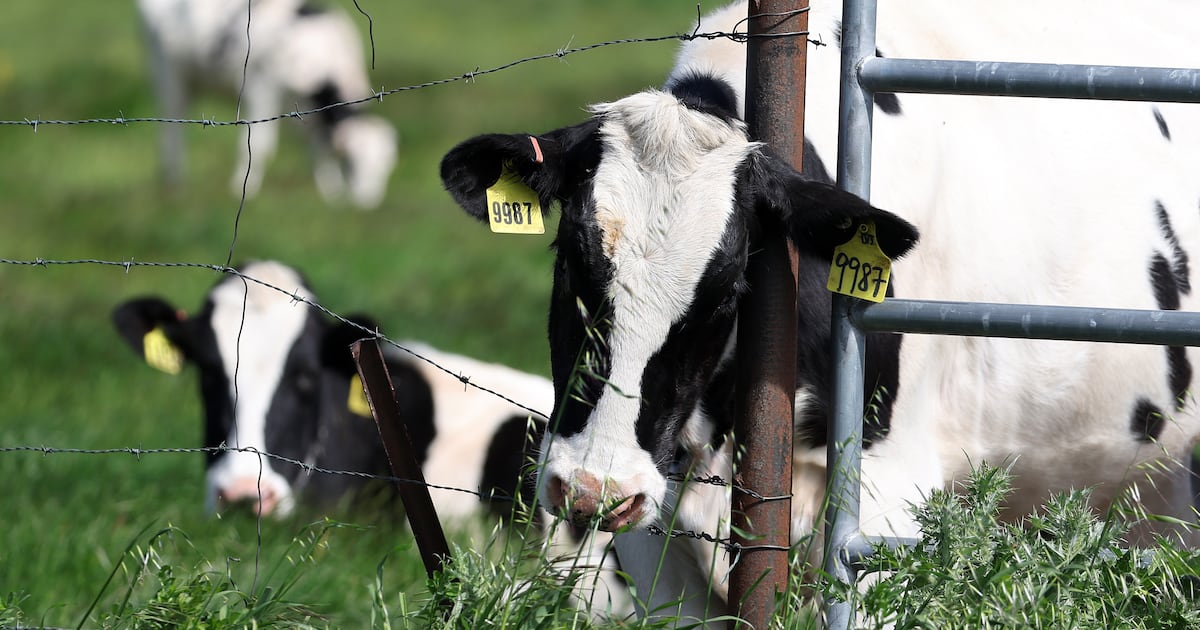 Editor of Irish Farmers Journal in exit talks over major boardroom rift – The Irish Times