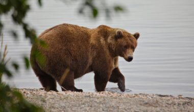 The Runners and Riders of Fat Bear Week in Photos