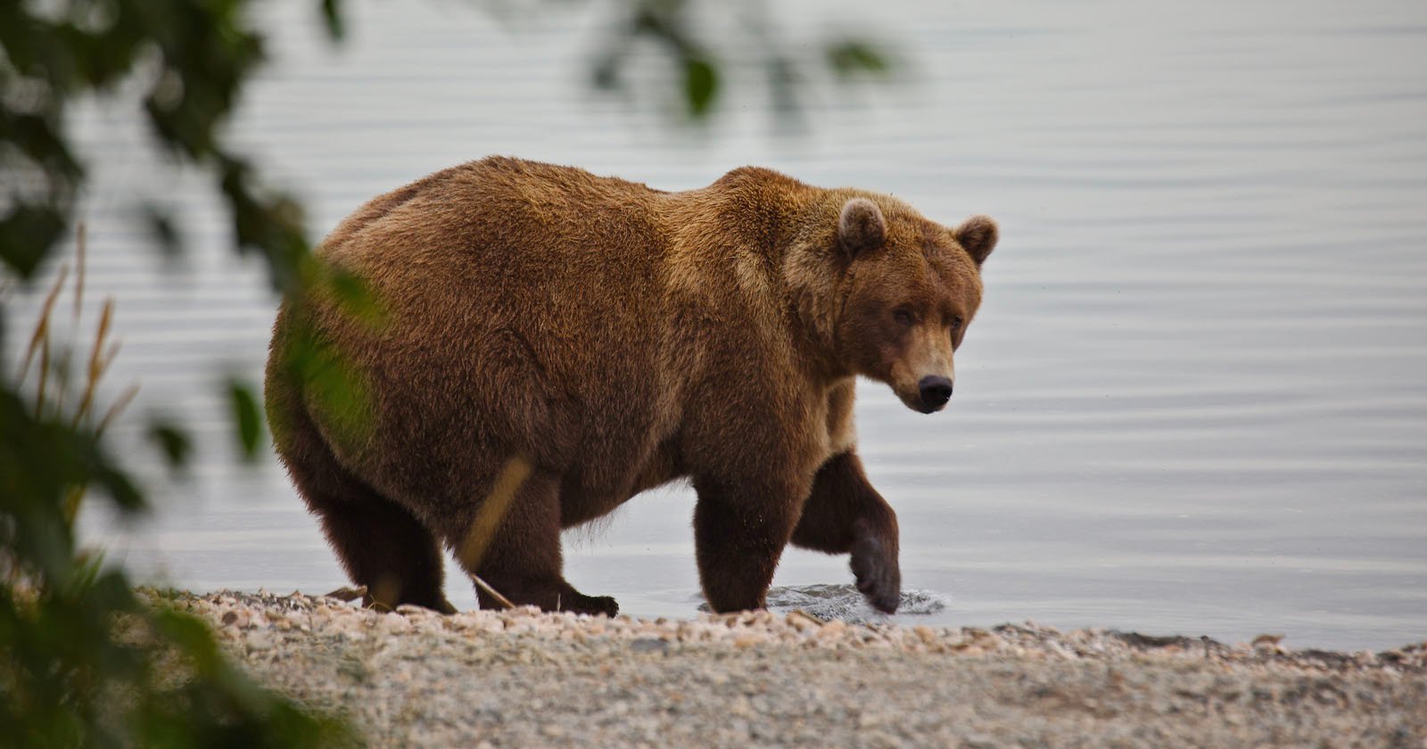 The Runners and Riders of Fat Bear Week in Photos