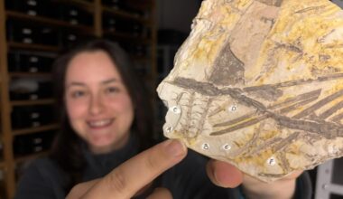 Franscinella riograndensis Fossil