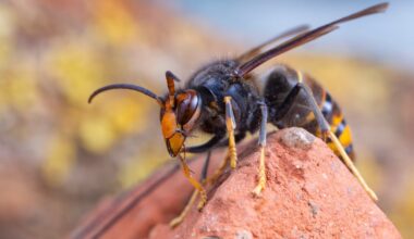 No further Asian hornet sightings confirmed ahead of Cork nest removal – The Irish Times