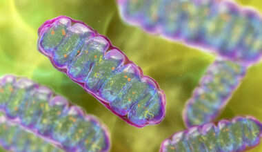 Mitochondria, illustration