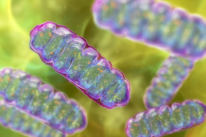 Mitochondria, illustration