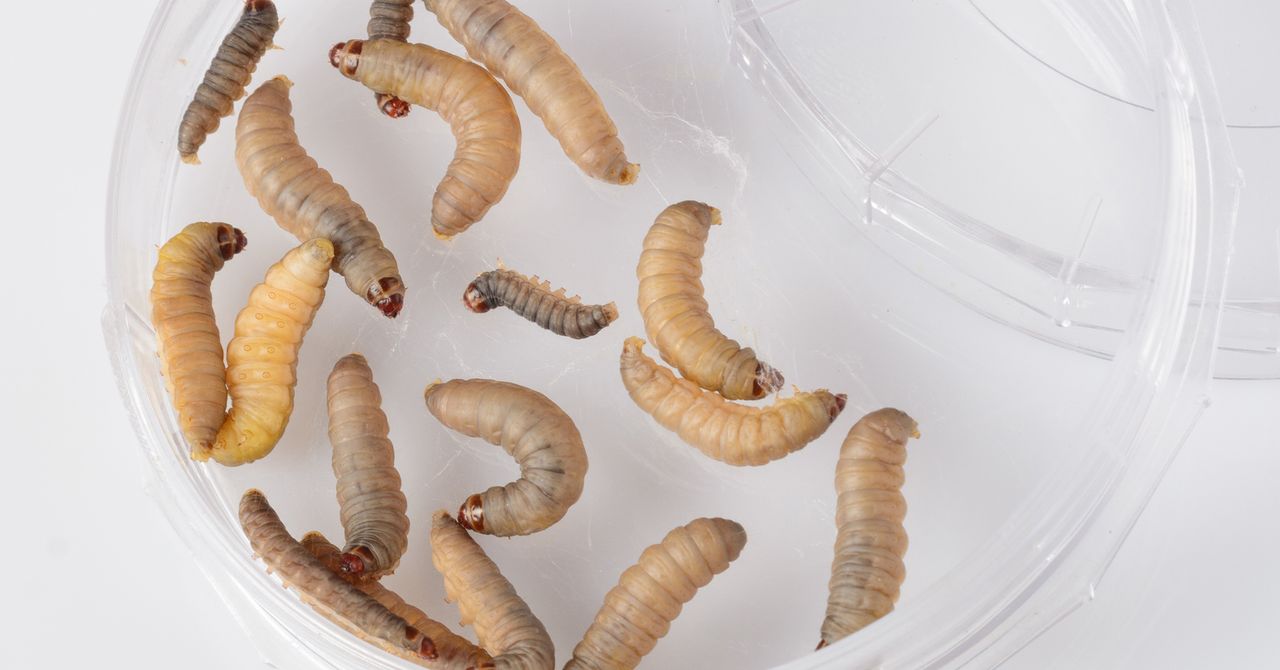 Hungry Worms Could Help Solve Plastic Pollution