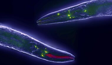 Caenorhabditis elegans