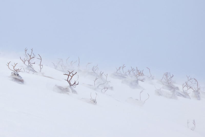 A group of reindeer lie in the snow on a snowy slope, their antlers rising above the white ground as mist and snow swirl around them in cold, wintry weather.