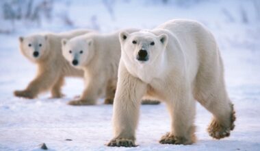 The 5 Best Single-Animal Safaris Around the World