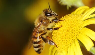 Bee-sting inspired microneedle patches offer pain-free drug delivery
